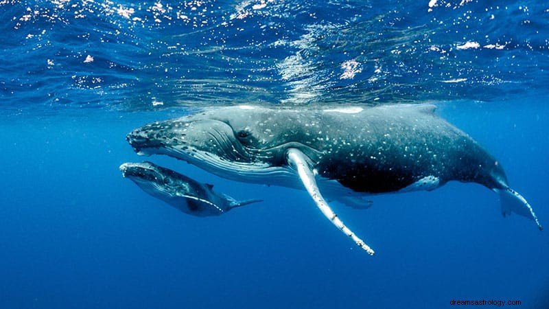 Hvad vil det sige at drømme om en hval? 