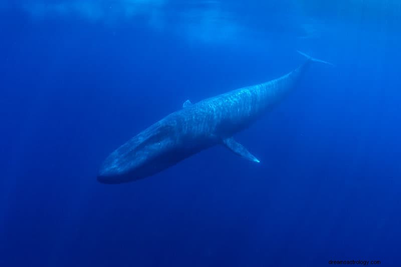 Wat betekent dromen over een walvis? 