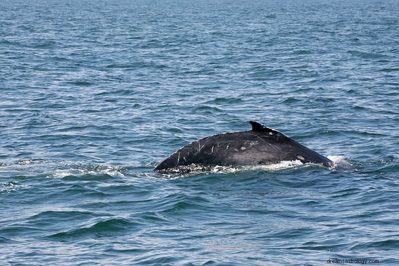 クジラを夢見るとはどういう意味ですか？ 