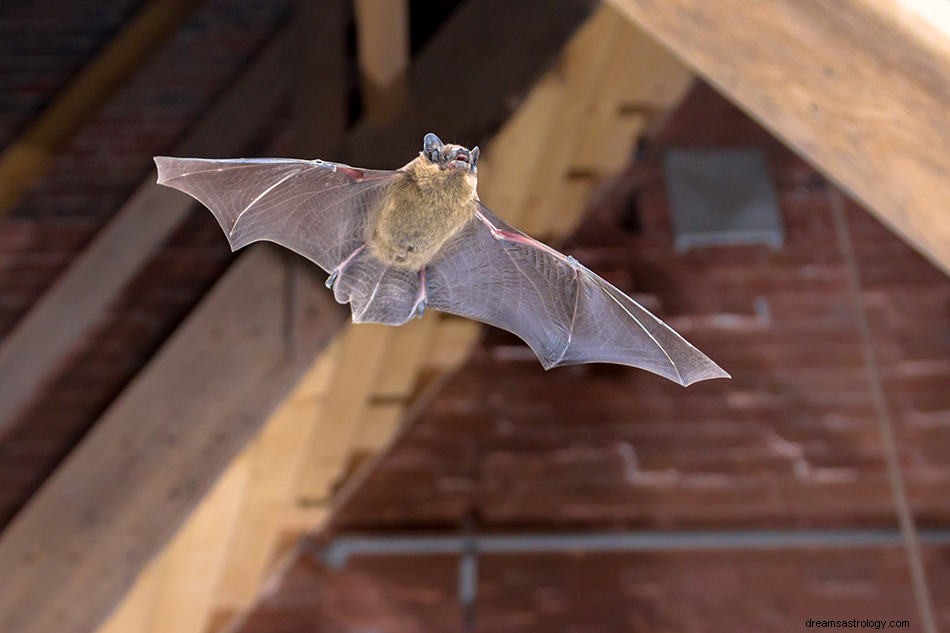 Cosa significa sognare un pipistrello? 