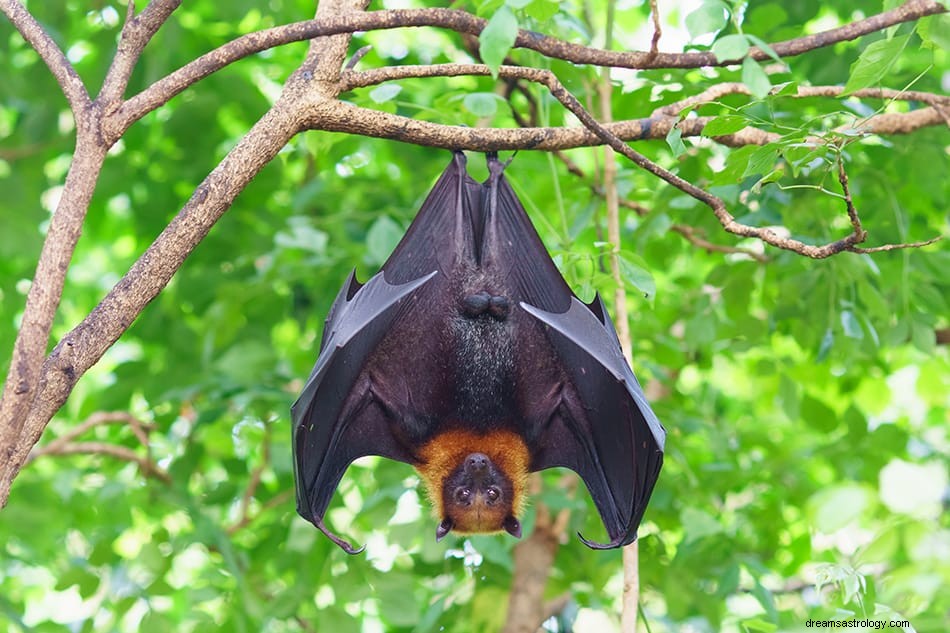 Was bedeutet es, von einer Fledermaus zu träumen? 