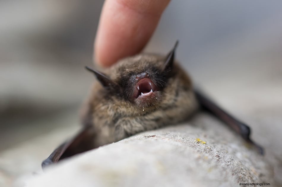 Que signifie rêver d une chauve-souris ? 