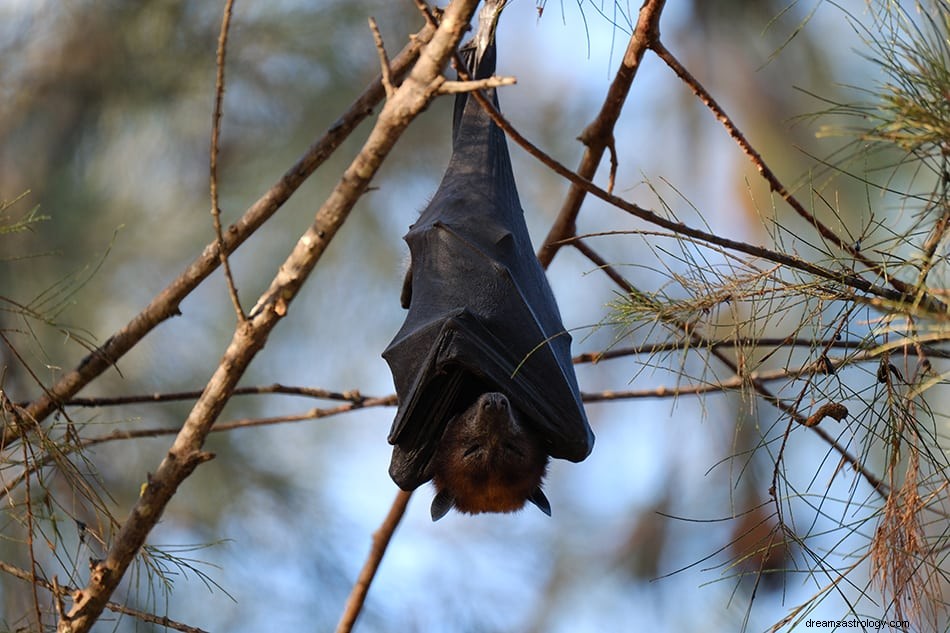 O que significa sonhar com morcego? 