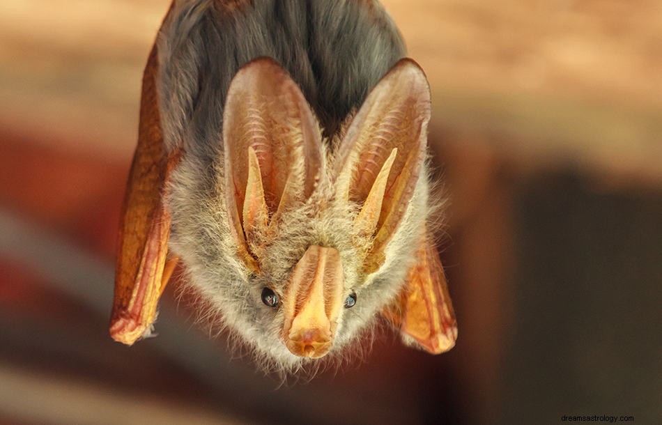 Was bedeutet es, von einer Fledermaus zu träumen? 