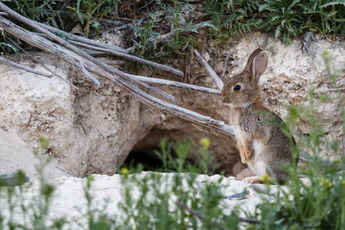 Que signifie rêver d un lapin ? 