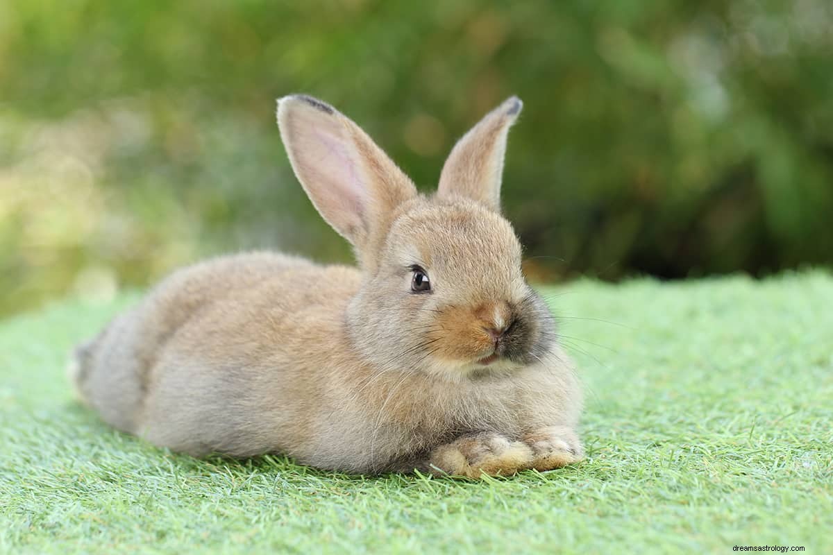 Hva betyr det å drømme om en kanin? 