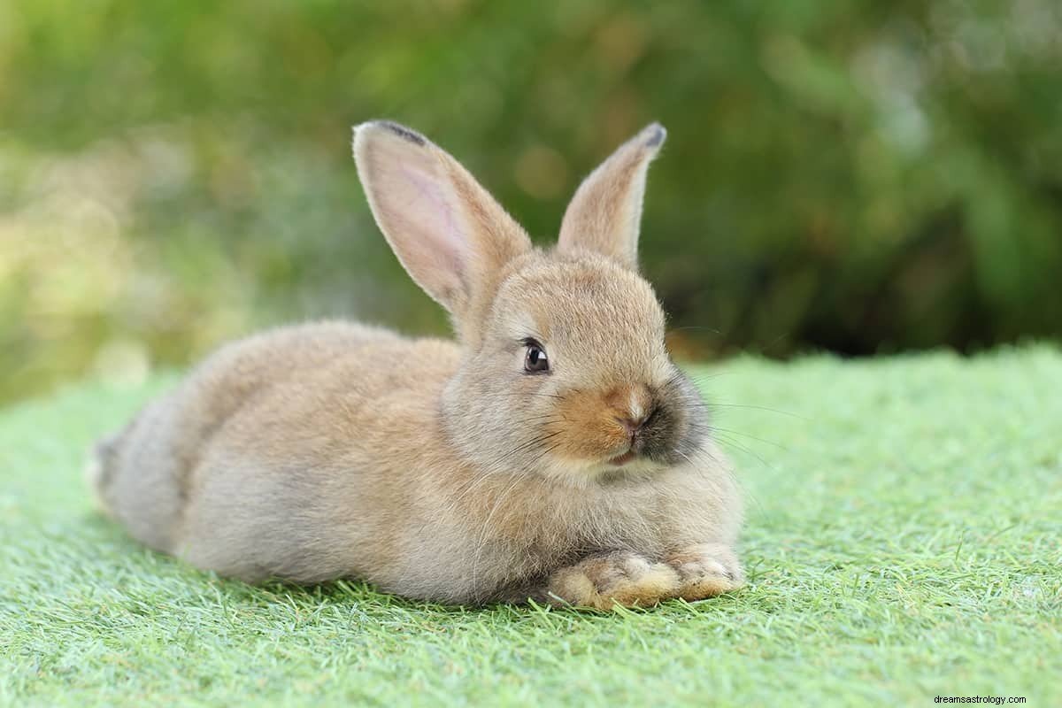 Que signifie rêver d un lapin ? 