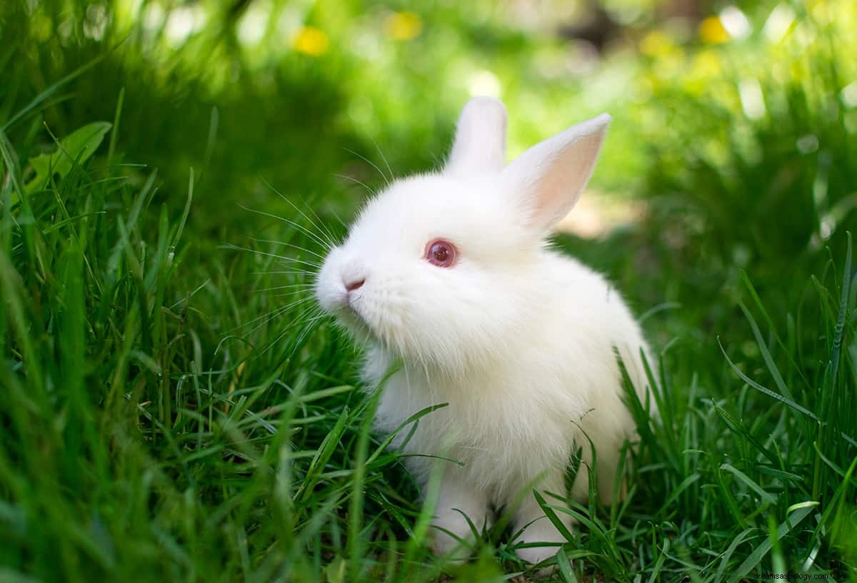 Vad betyder det att drömma om en kanin? 