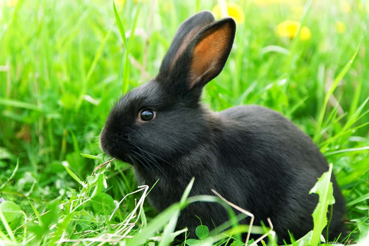 Wat betekent dromen over een konijn? 