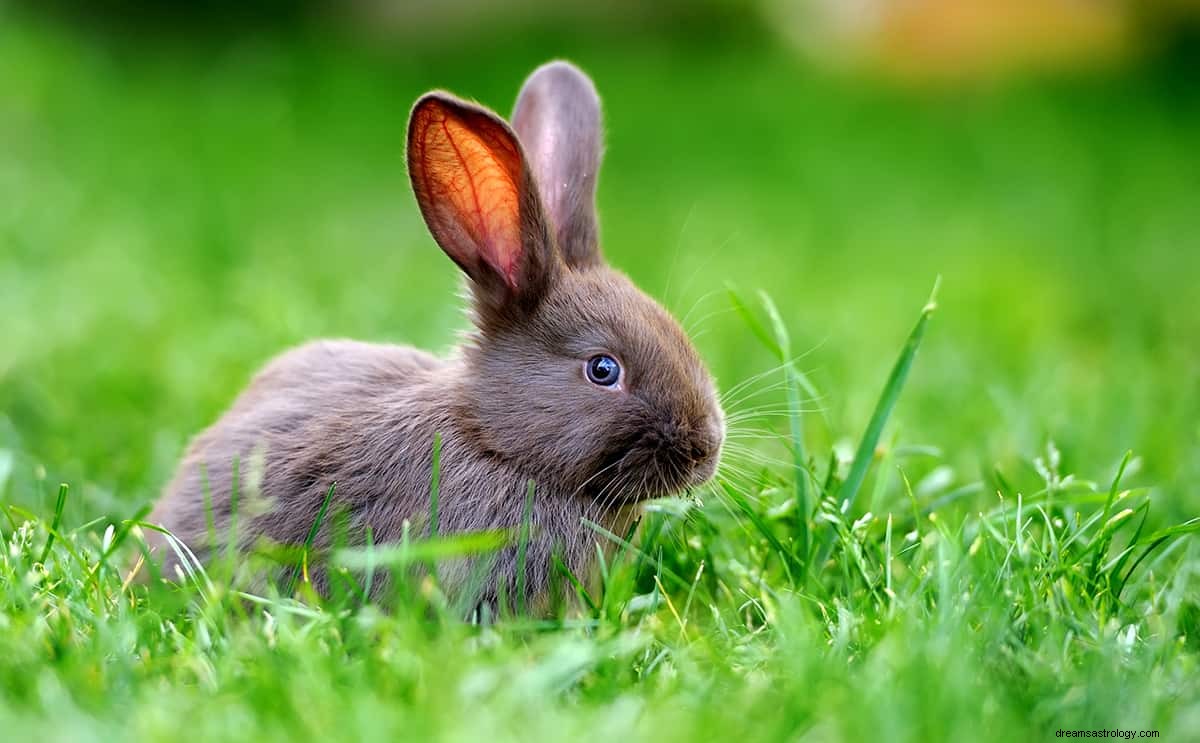 Wat betekent dromen over een konijn? 
