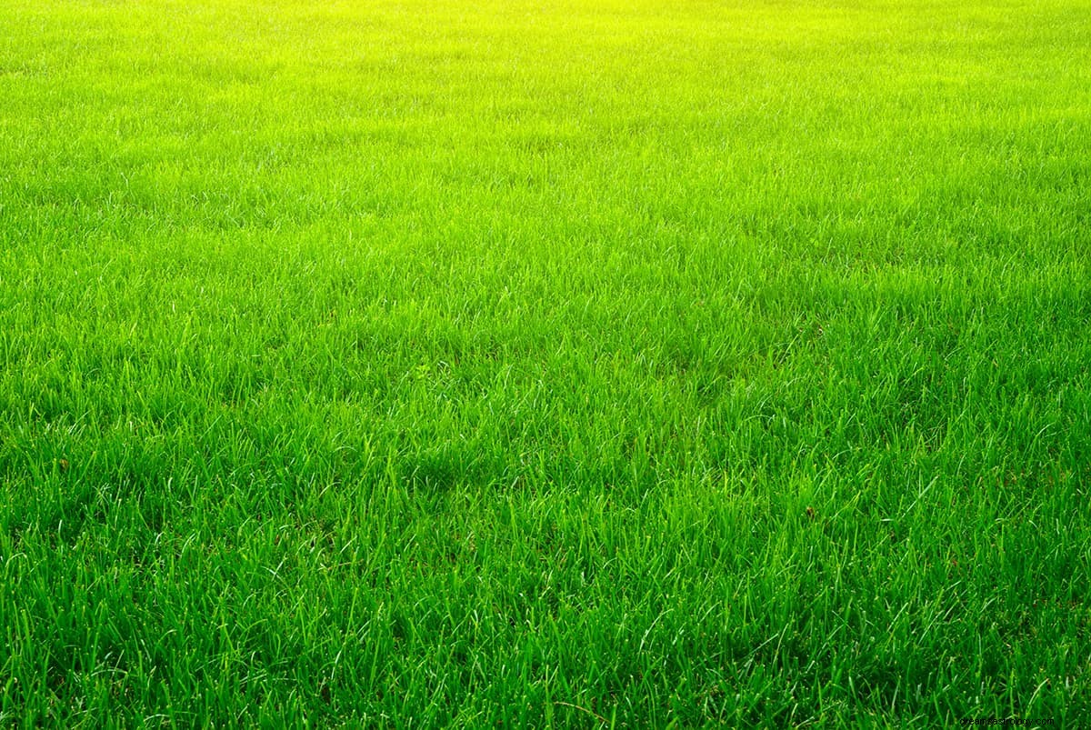 Que signifie voir du vert dans votre rêve ? 