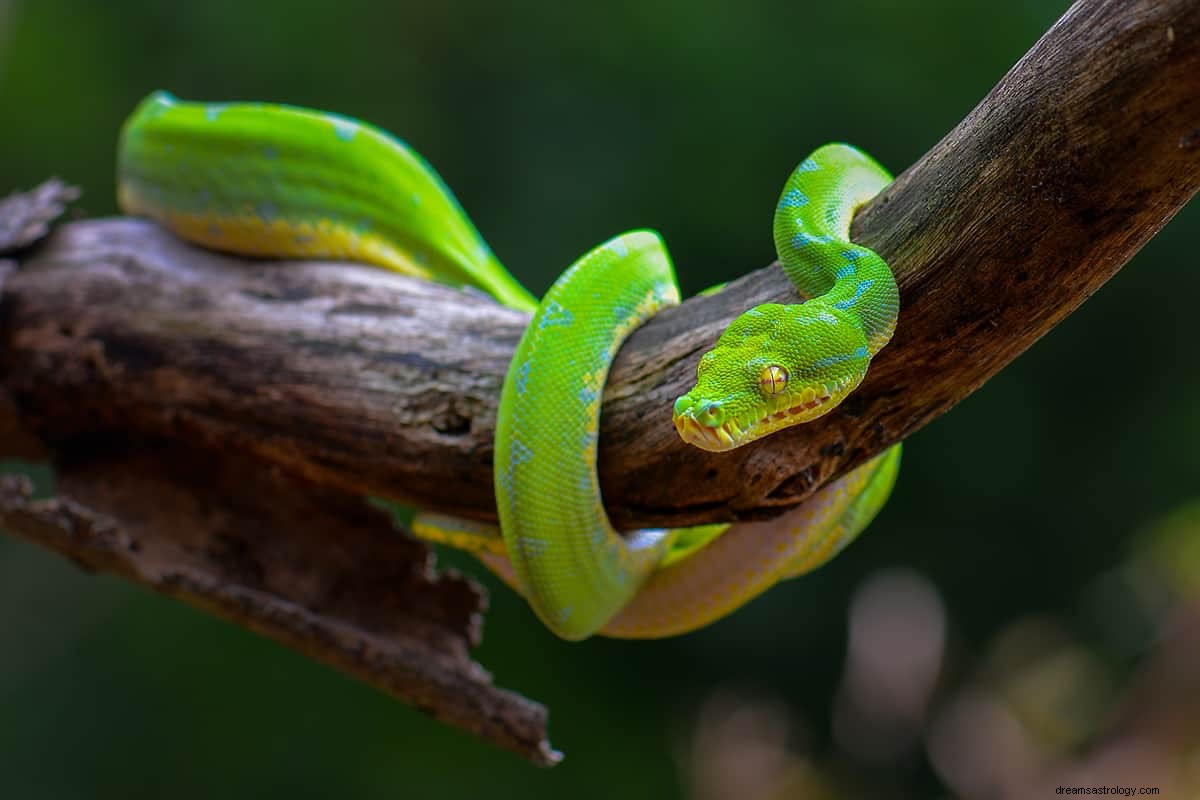 Cosa significa vedere il verde nei tuoi sogni? 