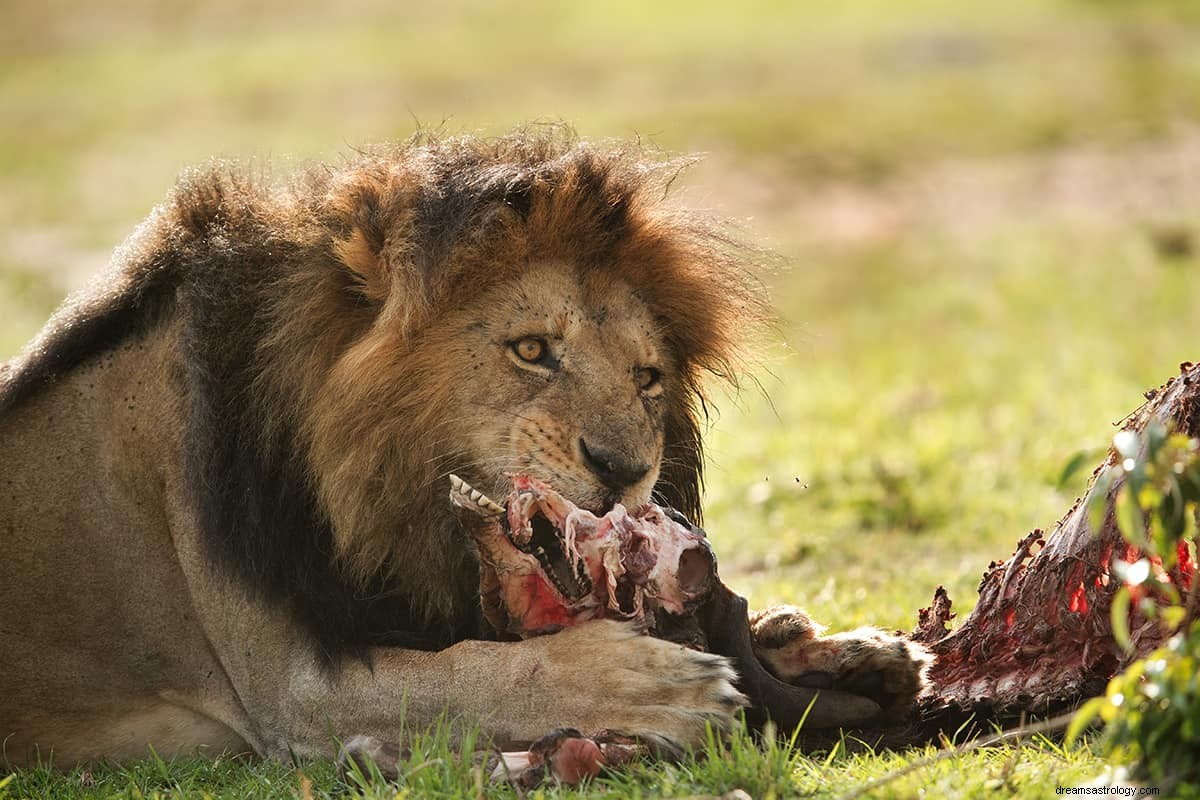 Cosa significa sognare i Lions che mi inseguono? 