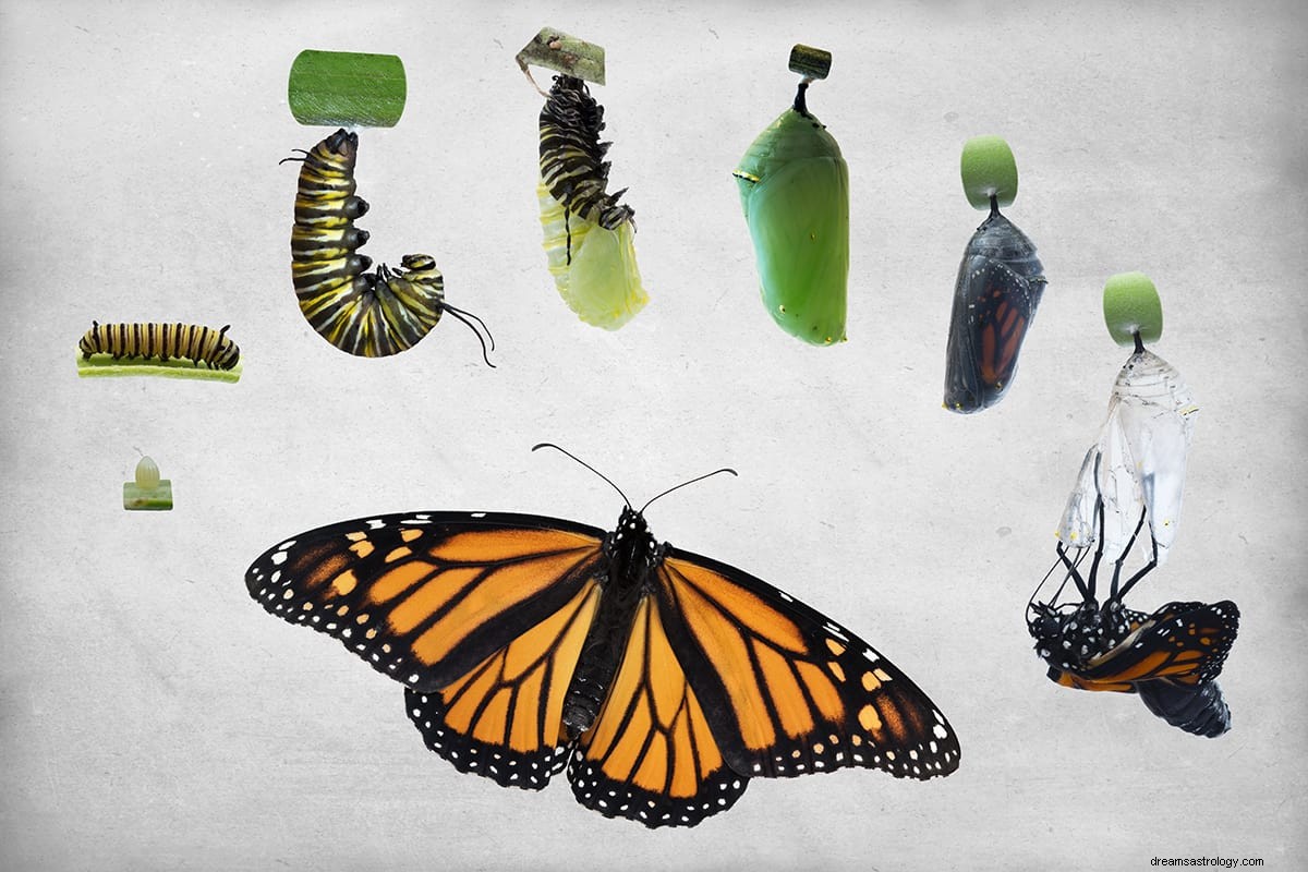 Drømmer om en sommerfugl – symbolikk og mening 
