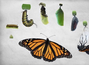 Rêver d un papillon - Symbolisme et signification 