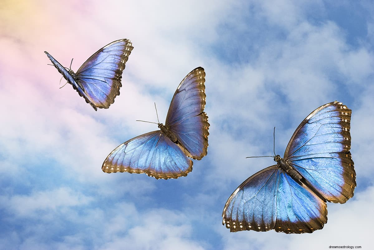 蝶の夢–象徴性と意味 