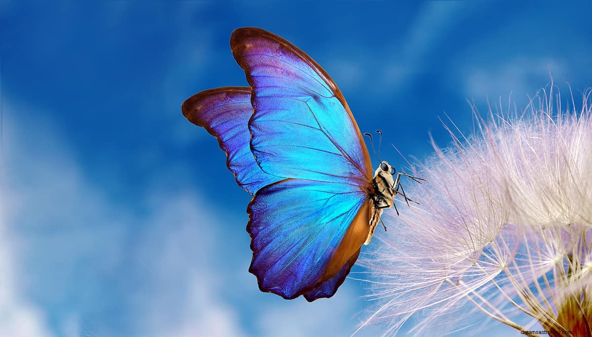 Snění o motýlovi – symbolika a význam 