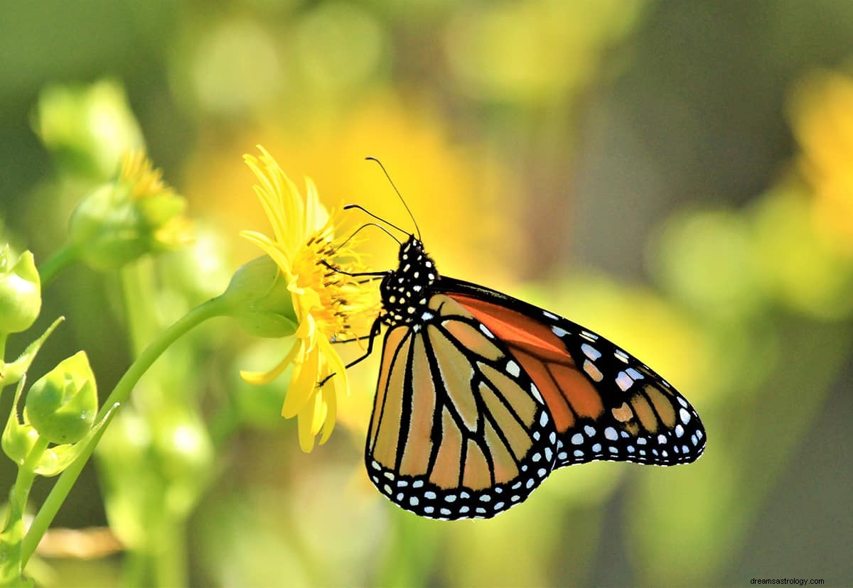 Drømmer om en sommerfugl – symbolikk og mening 