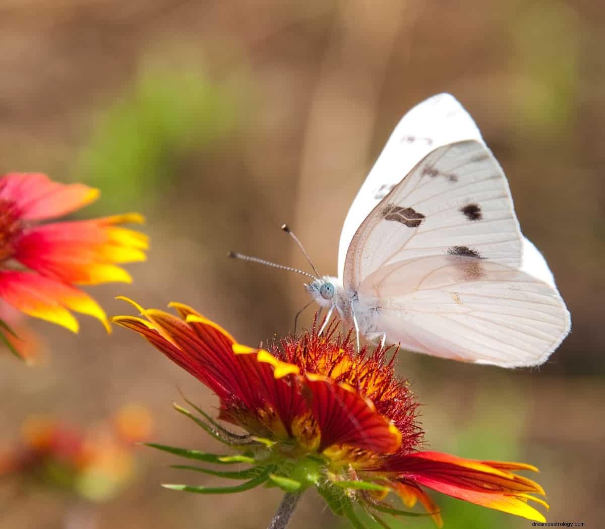 Sognare una farfalla:simbolismo e significato 