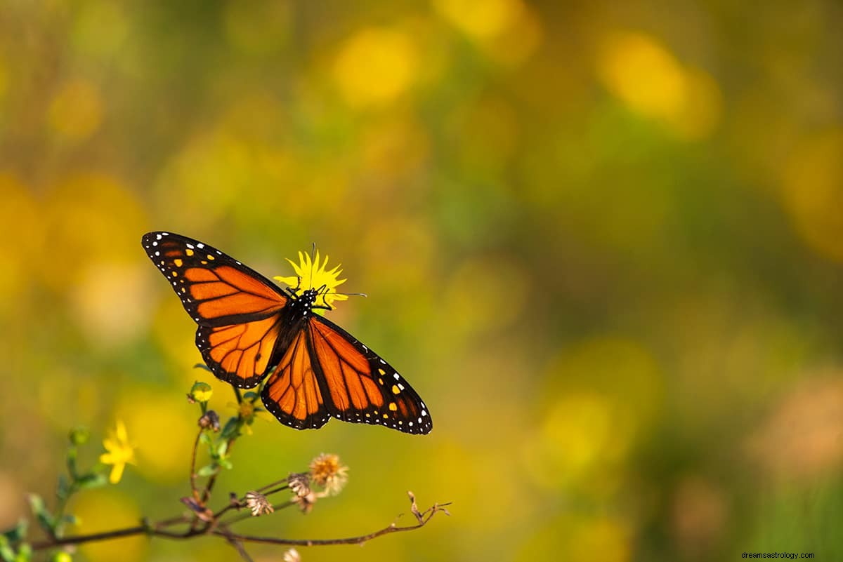 Snění o motýlovi – symbolika a význam 