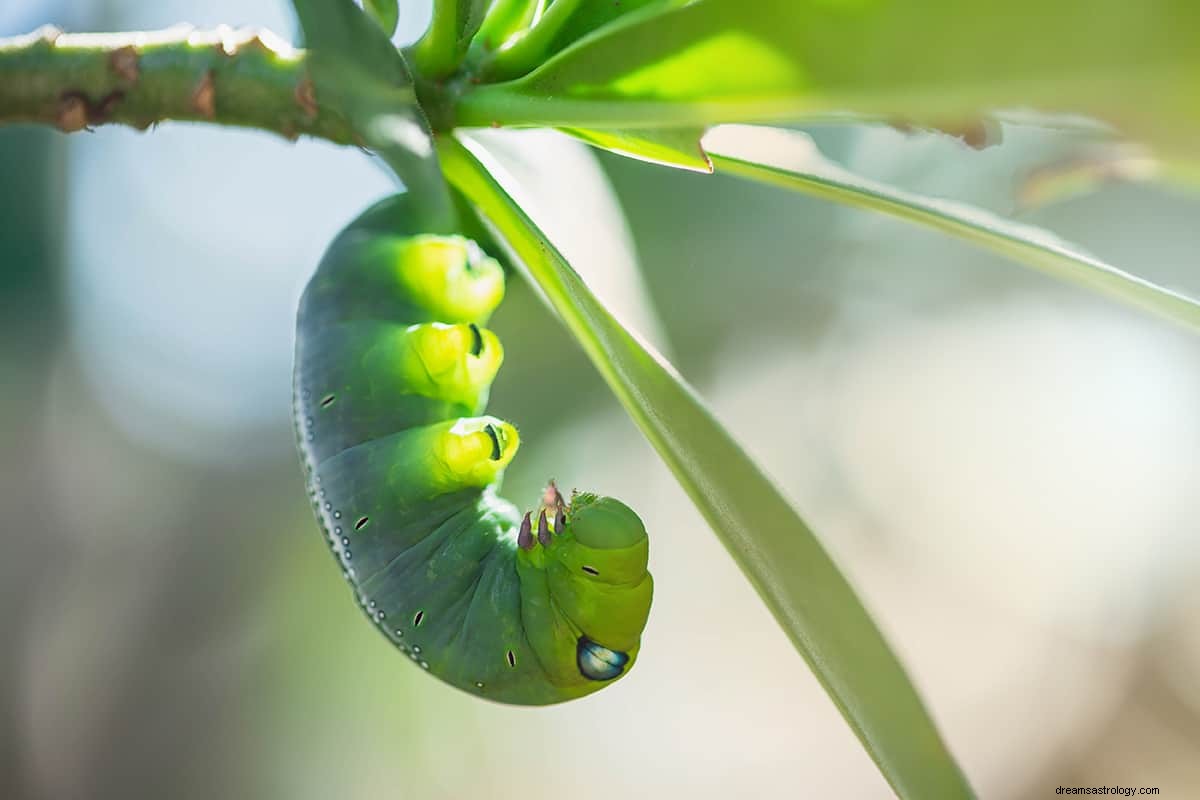 Träumen von einem Schmetterling – Symbolik und Bedeutung 