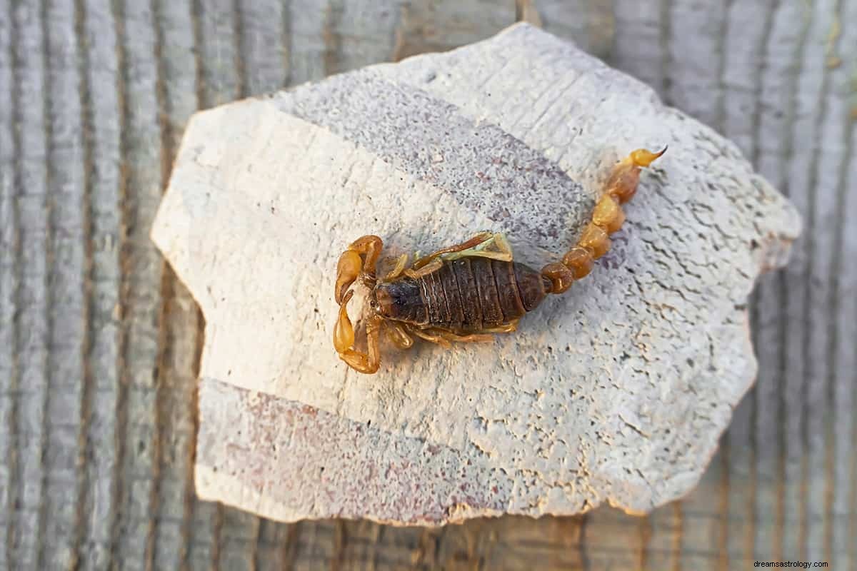 O que significa sonhar com escorpiões? 