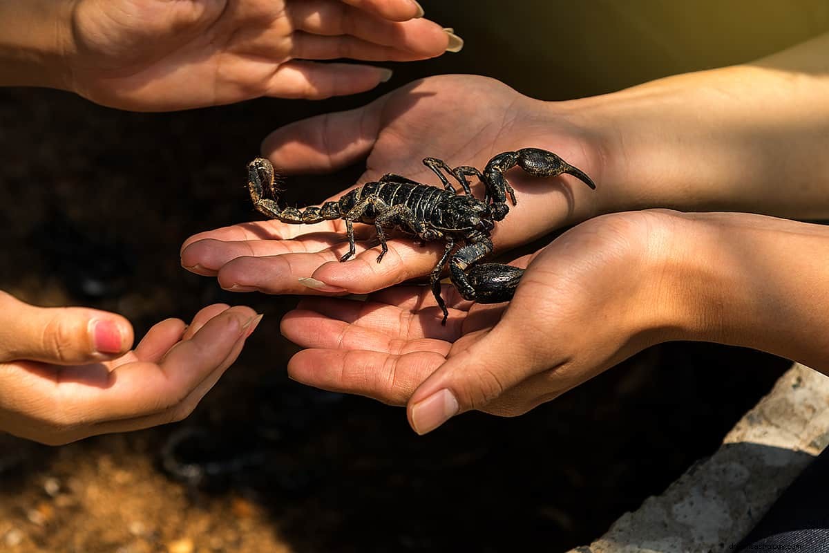 Que signifie rêver de scorpions ? 