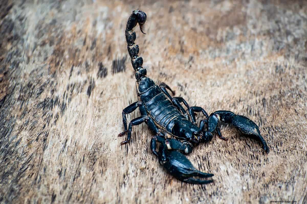 Que signifie rêver de scorpions ? 