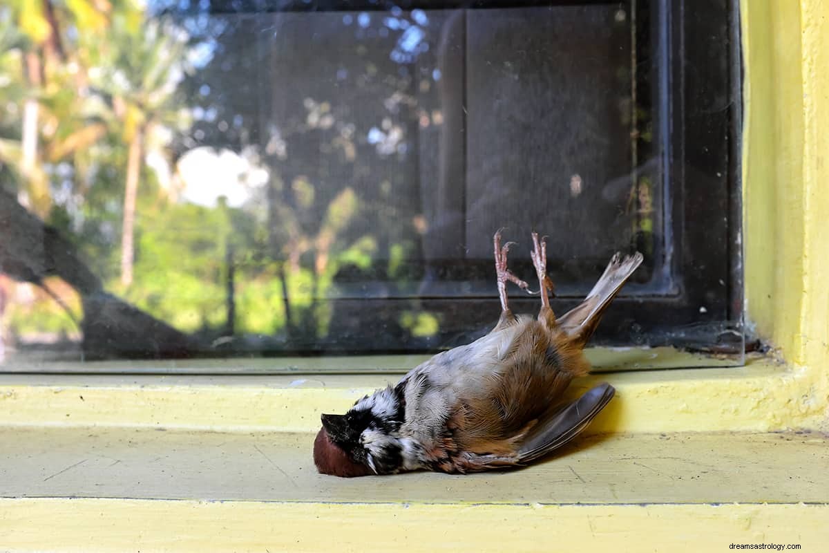 Wat betekent het om over een vogel te dromen? 