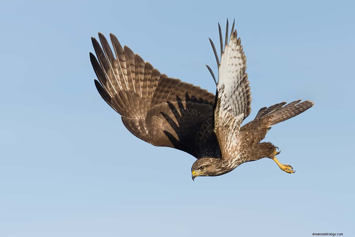 Was bedeutet es, von einem Vogel zu träumen? 