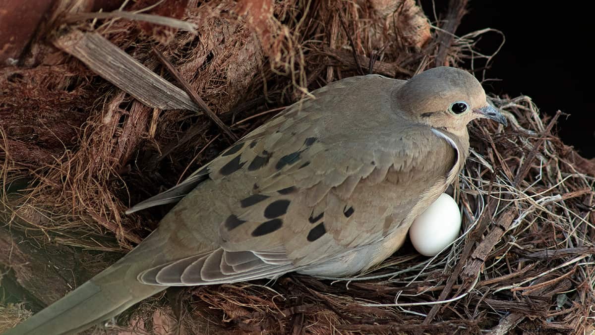 Wat betekent het om over een vogel te dromen? 