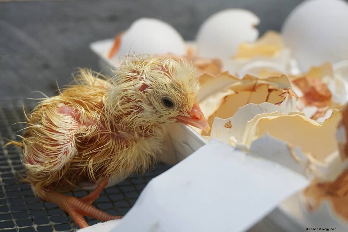 Wat betekent het om over een vogel te dromen? 