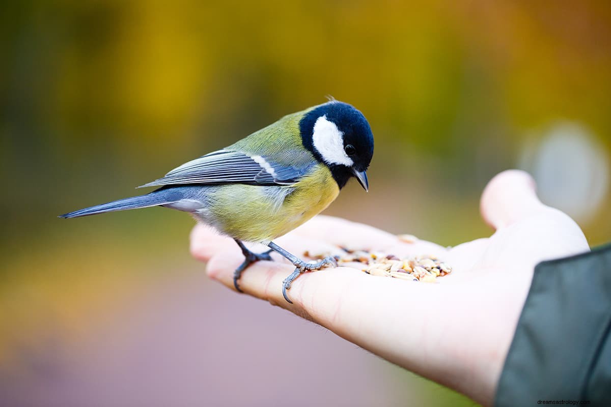 Was bedeutet es, von einem Vogel zu träumen? 