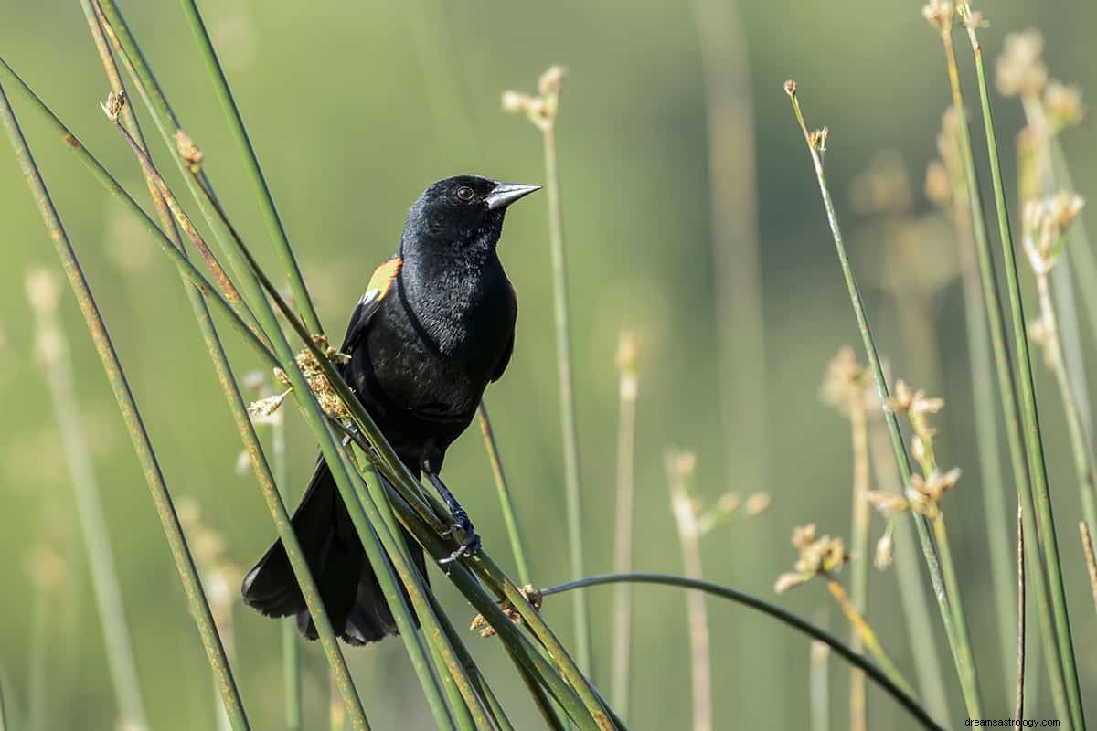 Apa Artinya Bermimpi Tentang Seekor Burung? 