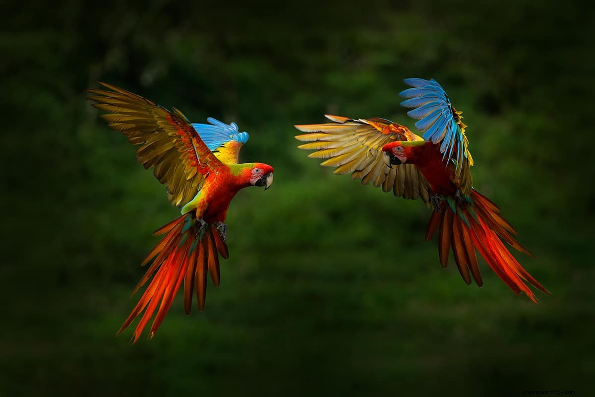 Was bedeutet es, von einem Vogel zu träumen? 