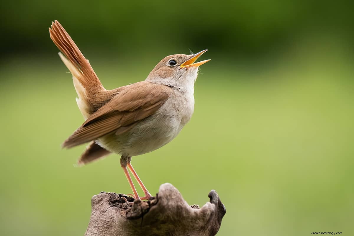 Cosa significa sognare un uccello? 