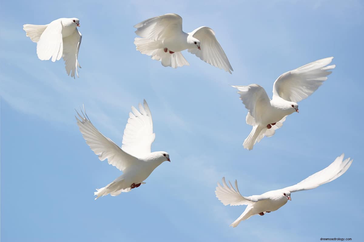 Wat betekent het om over een vogel te dromen? 