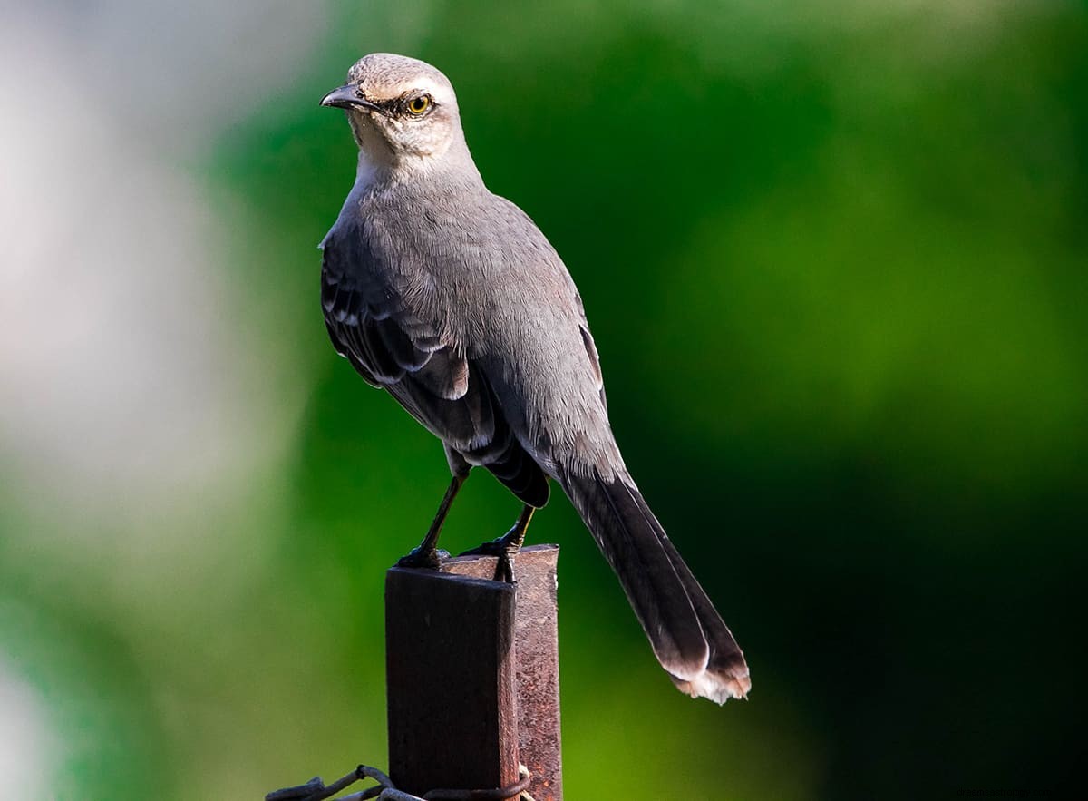 Was bedeutet es, von einem Vogel zu träumen? 