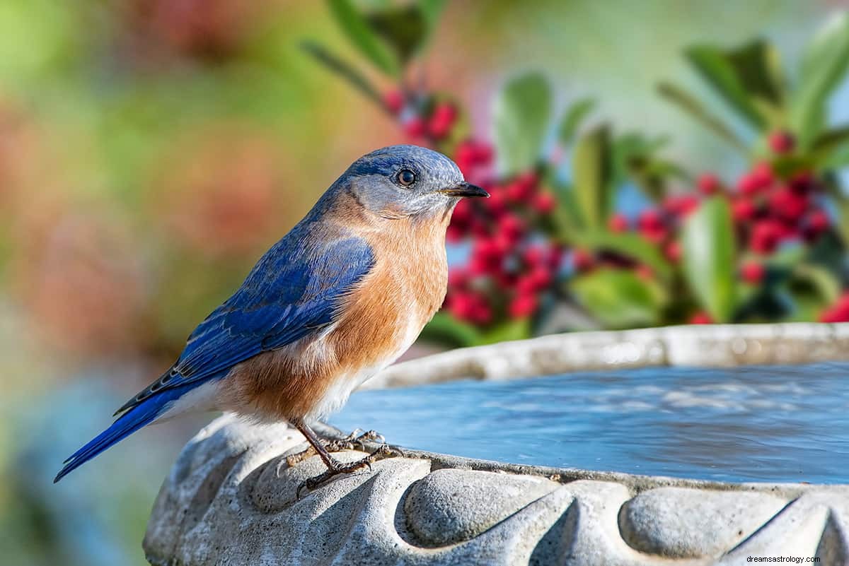 Was bedeutet es, von einem Vogel zu träumen? 