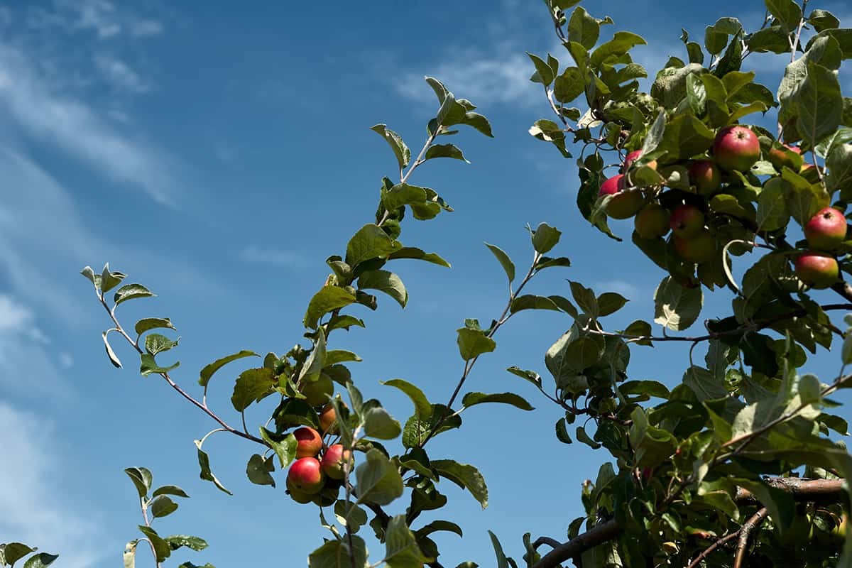 Vad betyder det att drömma om ett äpple? 