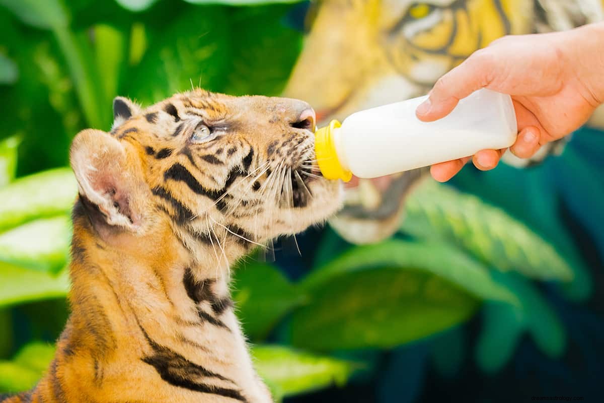 Wat is de droombetekenis van een vriendelijke tijger? 