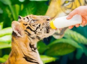 Quelle est la signification du rêve d un tigre amical? 