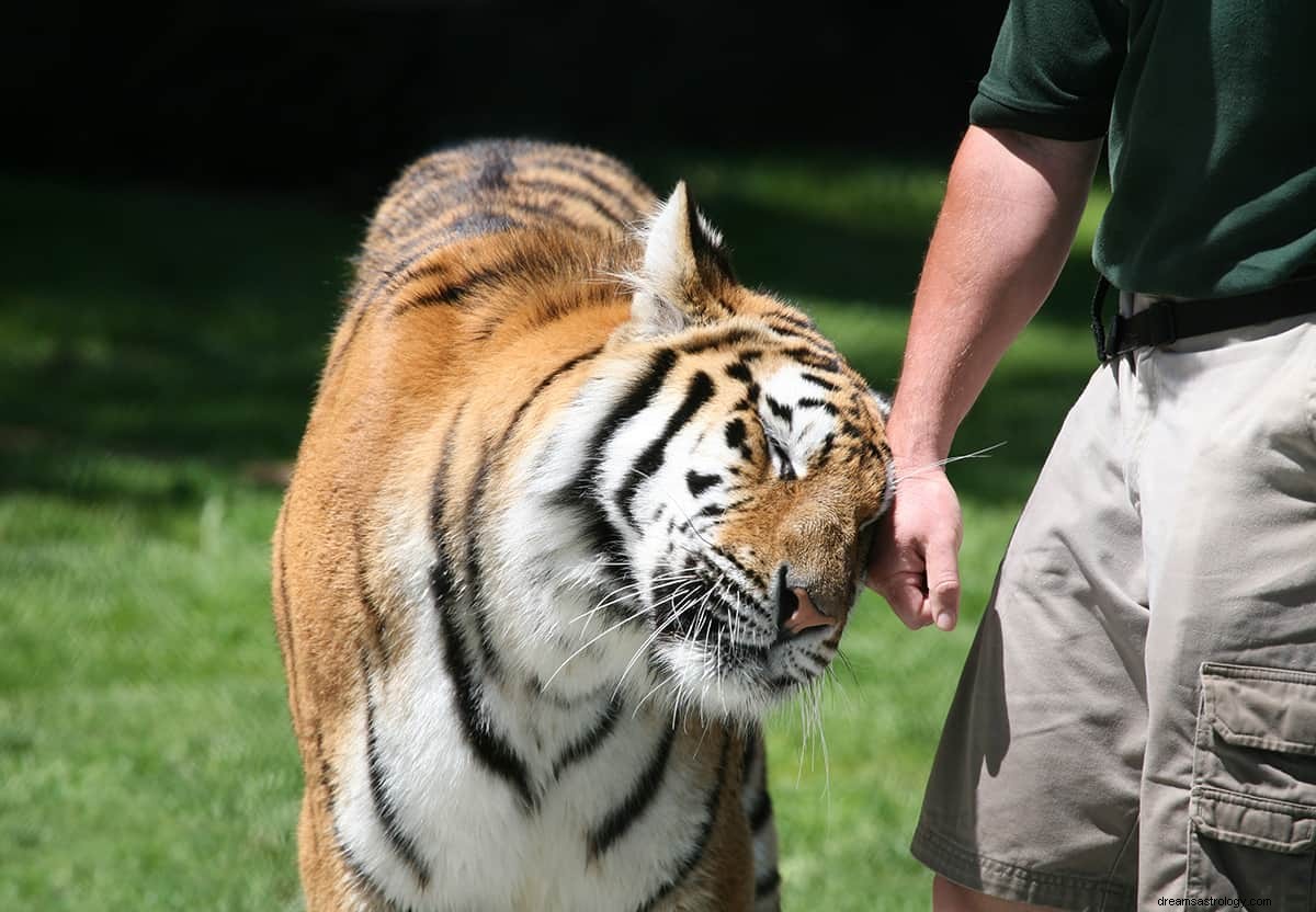 Quelle est la signification du rêve d un tigre amical? 