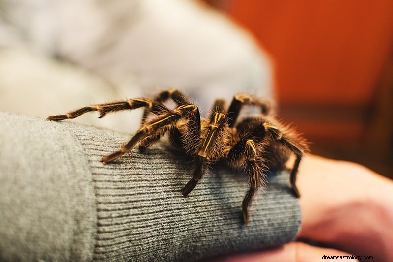 Wat betekent het om te dromen van een tarantula? 