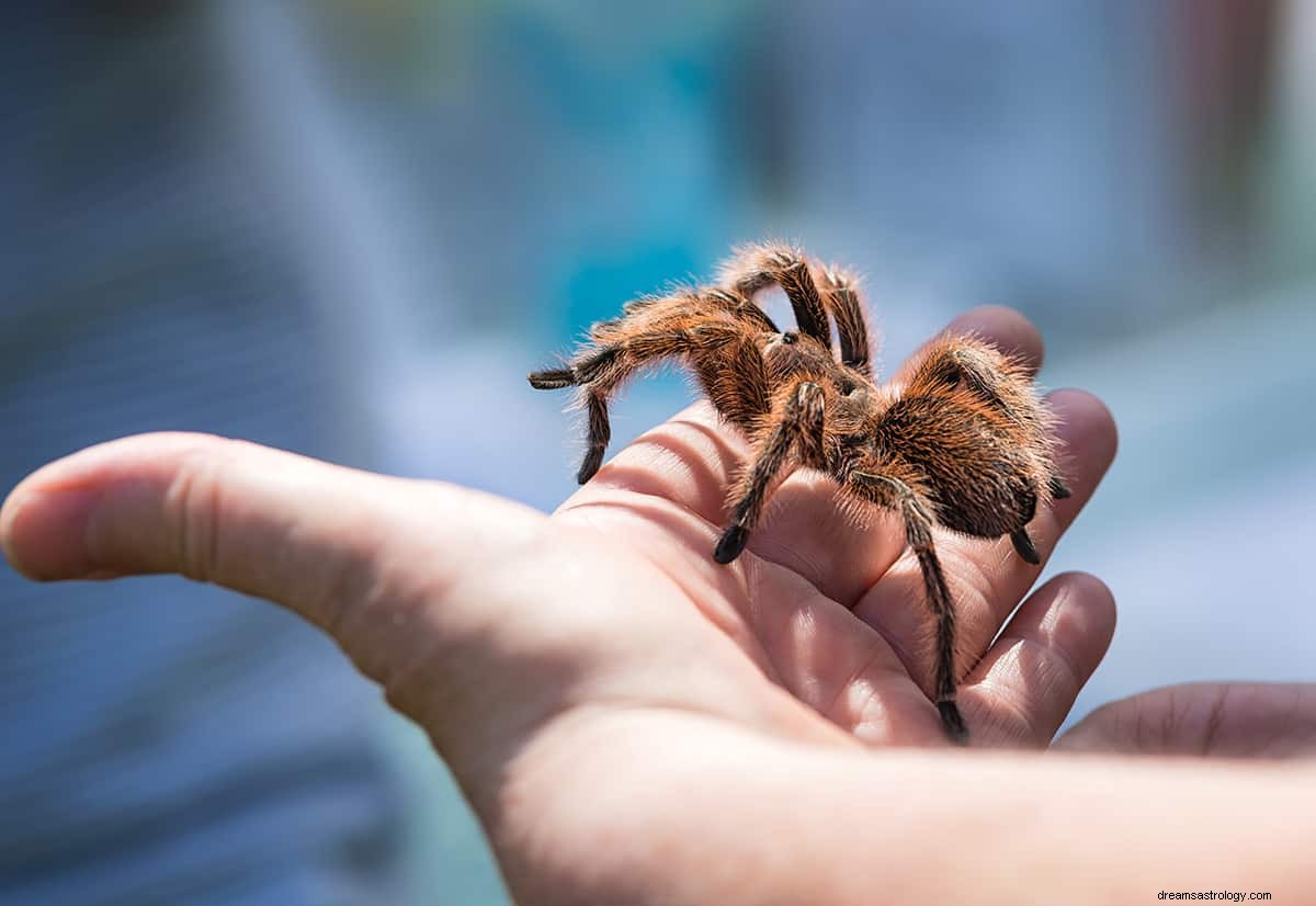 Wat betekent het om te dromen van een tarantula? 