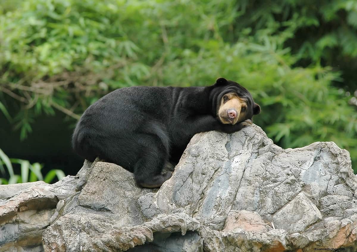 ツキノワグマを夢見るとはどういう意味ですか？ 