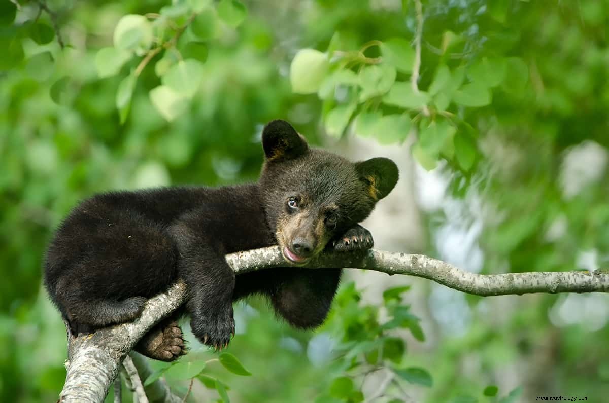 Co to znaczy marzyć o czarnym niedźwiedziu? 
