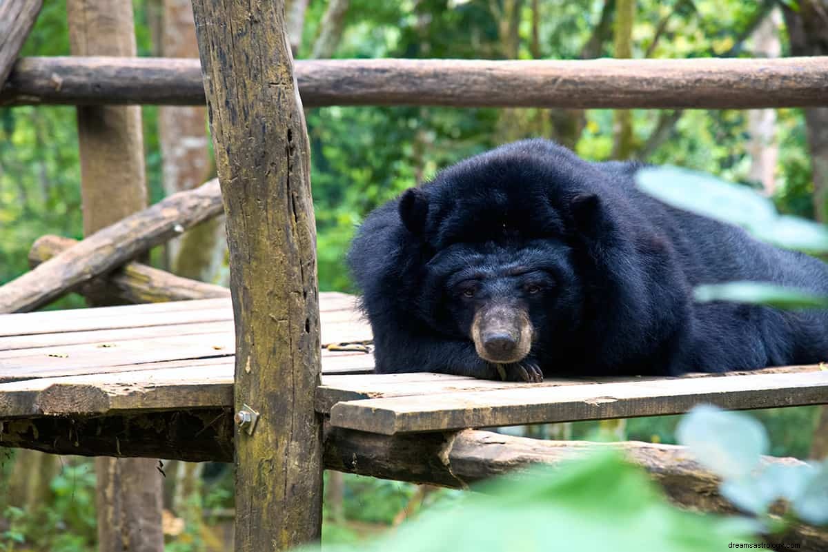 Vad betyder det att drömma om en svart björn? 