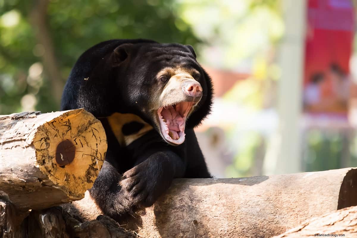 O que significa sonhar com urso preto? 