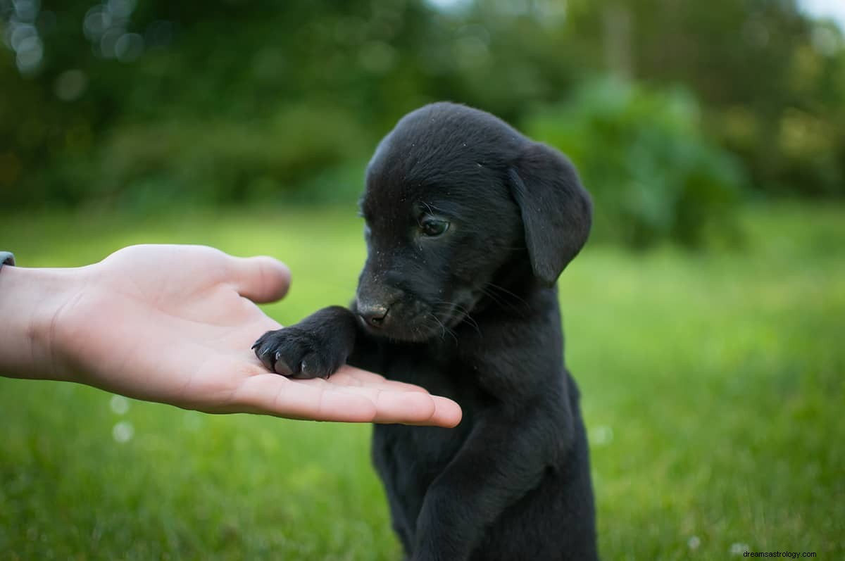 Vad är drömmeningen av en svart hund? 
